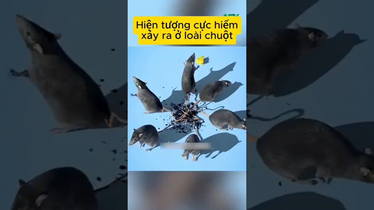 Hiện tượng cực hiếm xảy ra ở loài chuột