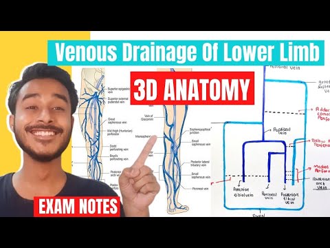 venous drainage of lower limb anatomy | lower limb venous drainage anatomy