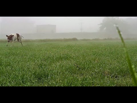 English Pointer Dog !! # Morning with #Beauties !!