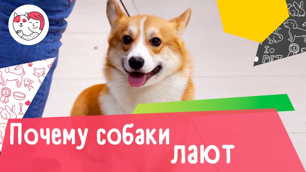 Почему собаки лают: 5 распространенных причин