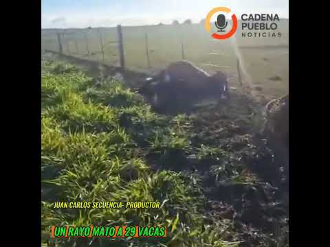 RAYO MATA A 29 VACAS EN CHARATA CHACO