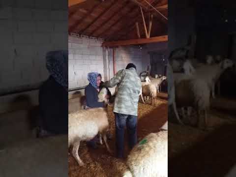 download lagu mp3 mp4 Bakosel, download lagu Bakosel gratis, unduh video klip Bakosel