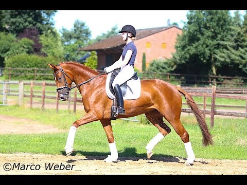 Stute von Quasar de Charry
