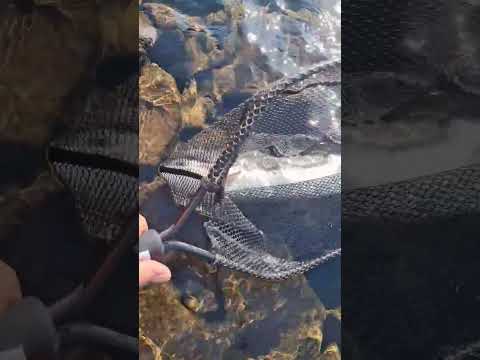 lago piedra del aguila wolly bugger naranja #catchandrelease #flyfishing  #shorts