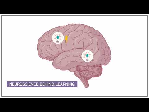 How Does the Brain Learn?