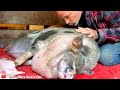 RESCUE PIG in SCREAMING PAIN ~ MIRACLE CHIRO ADJUSTMENT SAVES THE DAY! (Ep. 1)