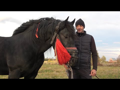 Armasarii lui Sorin de la Marisel, Cluj - 2021 Nou!!!