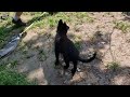 Belgian Sheepdog puppy for sale