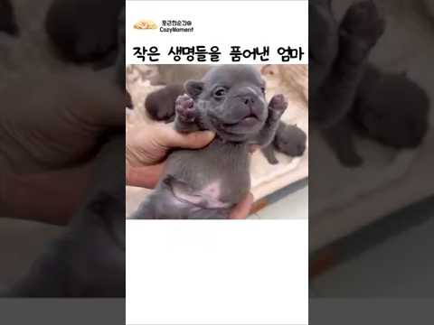 작은 생명들을 품어낸 엄마