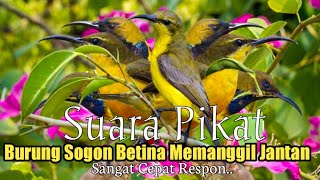 Download lagu Suara Pikat Burung SOGON BETINA. Memanggil Jantan. Sangat Cepat Respon.. mp3