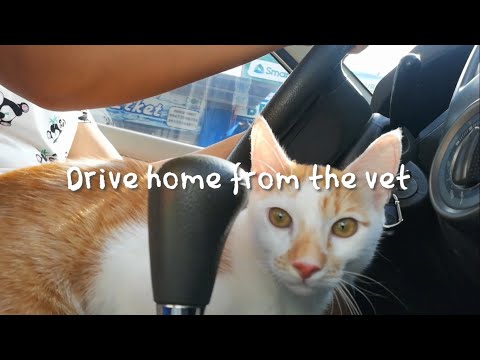 Quarantine Vet Visit | My cat behaves well inside the car