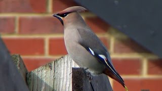 preview picture of video 'Waxwing - Day 2 - 2015-03 - tewbirds @ Corby'