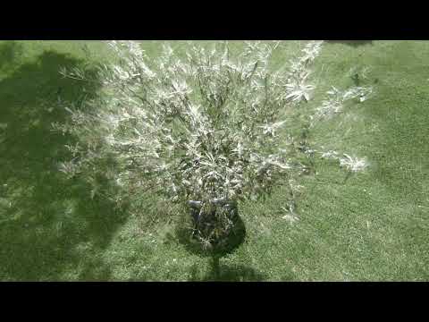 Video Art Project - Tagtraum