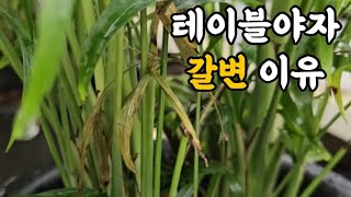 테이블야자 잎이 갈변하는 이유! #엉클플랜트 #식물키우기 #테이블야자키우기