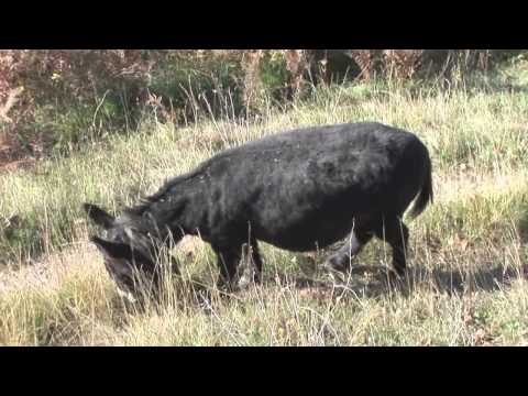 Società Funicolare Cassarate-Monte Brè, Ruvigliana