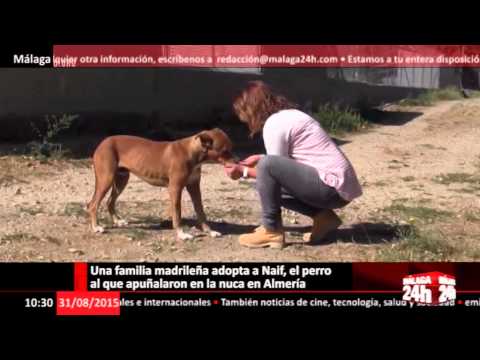 Una familia madrileña adopta a Naif, el perro al que apuñalaron en Almería