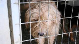 D.O.G Rescue Cyprus Elizabeth Whiter Healing Animals Organisation Working Trip