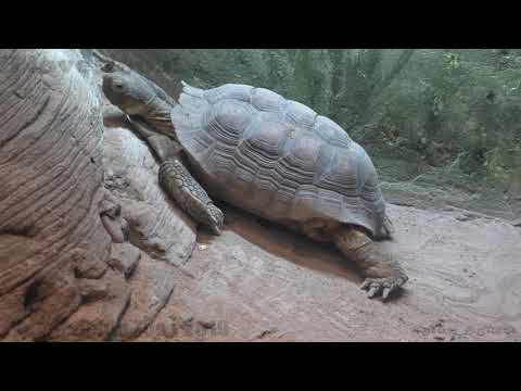 Philadelphia Zoo Desert Tortoise Trying to Decide Which Path to Take