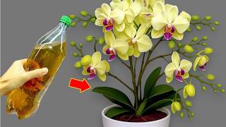 Beautiful! Just 1 glass makes it bloom and grow (Without spending anything)