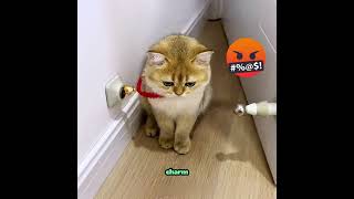 Cat Used Fake Litter Box, Got Tricked With Paper Food#animals#pets#cuteanimalsdaily#cat#cutedogvedio