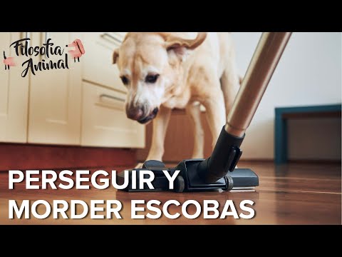 Enseñar a dejar de PERSEGUIR Y MORDER ESCOBAS