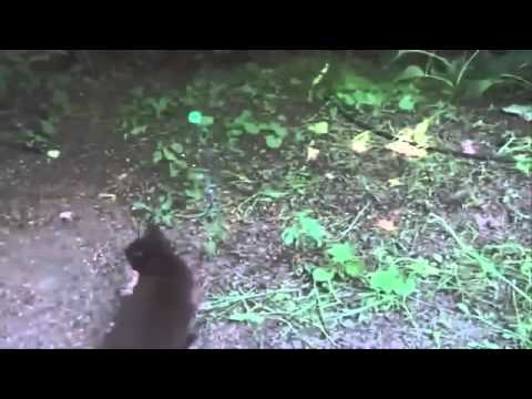 Funny Cats Lustig Katzen 2015