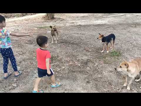 ALZHAM Giving foods to dog at Kampung Serusup Tuaran Sabah PRICELESS EXPERIENCE