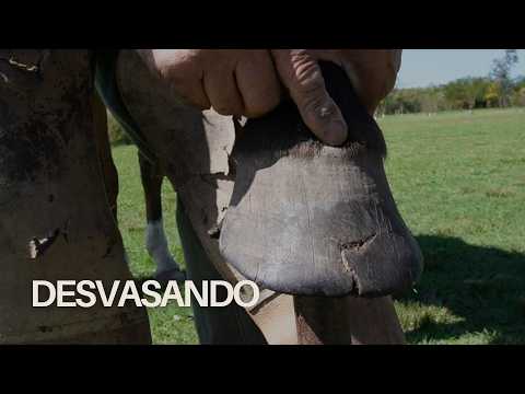 Hoy día de desvase🐎    #caballos #desvasado #campoargentino