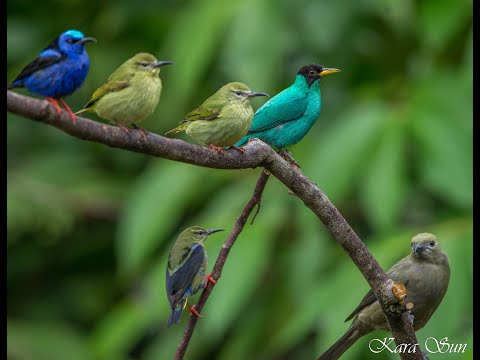 Kara Sun birding / presenting wildlife of Costa Rica - Part 2 / La Fortuna