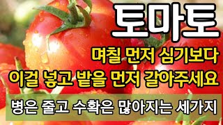 토마토 며칠 먼저 심기보다 이걸 넣고 밭을 먼저 갈아주세요 - 밭에 미리 넣어주면 병은 줄고 수확은 많아지는…