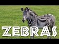 Zebras For Kids Learn All About Zebras FreeSchool