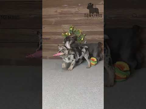 Video 5