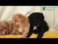 Sheltiedoodle dogs for sale: Sunshine - Video 1