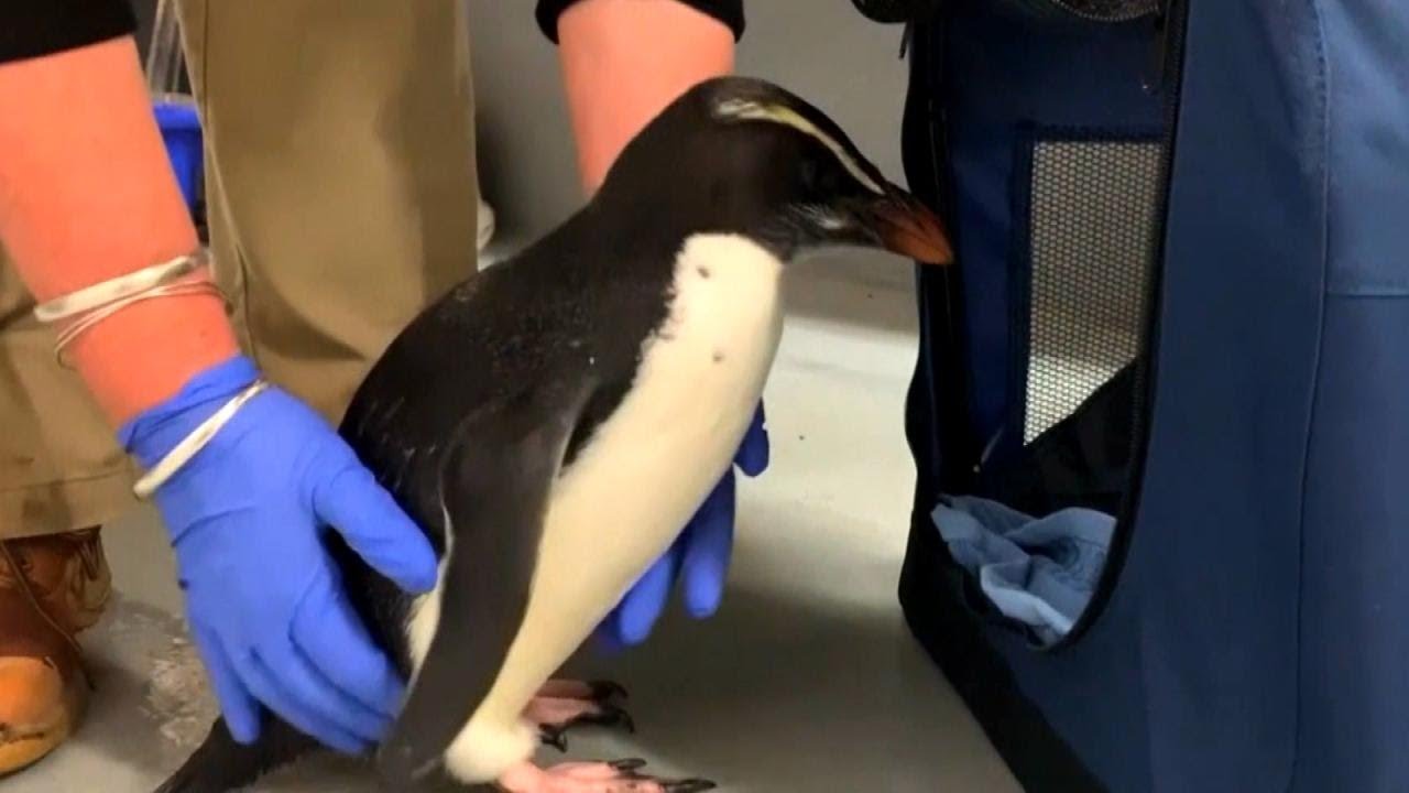 Penguin Nursed Back to Health After Long Journey - YouTube