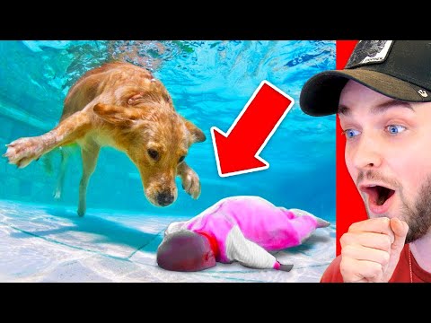 Animal Heroes *SAVING* Lives (Unbelievable Moments)