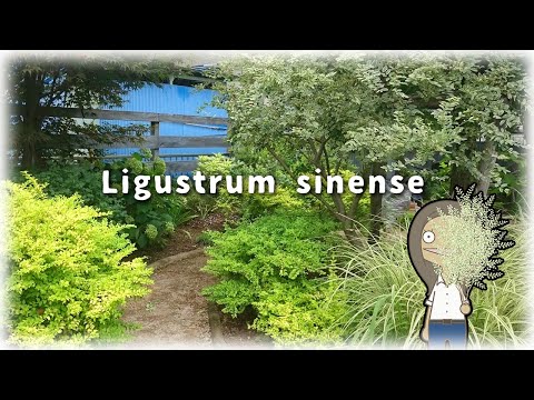 シルバーライム 植物