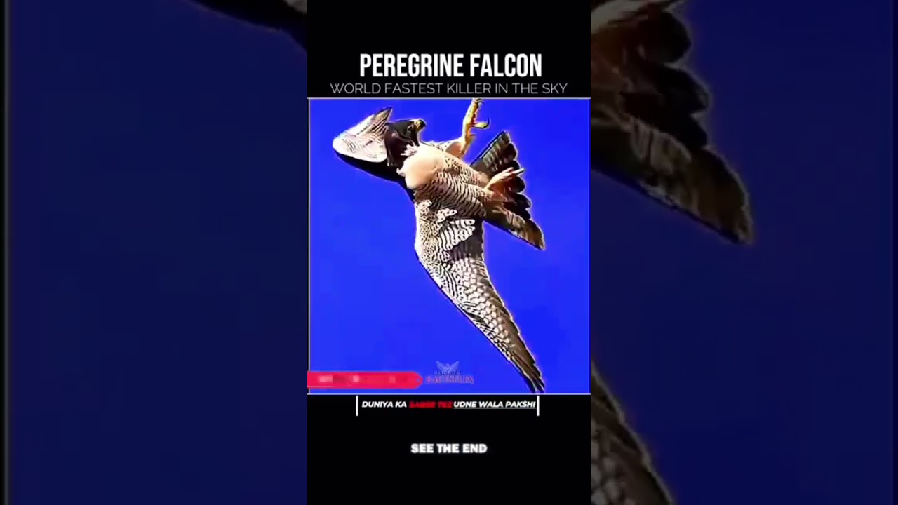 #Falcon🦅 birds ki udane aur shikar klarne ka tarika #attitude fighter jet #viralshot