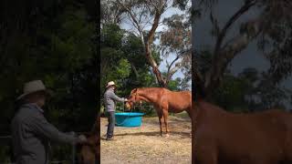 music: send in the clowns (Olivia Newton-John)