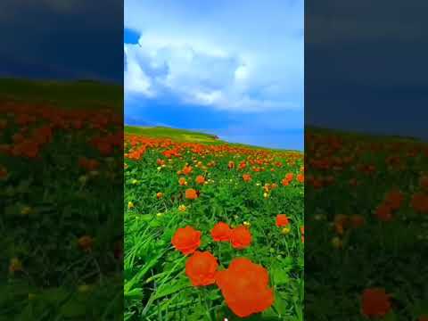 Baliliqim kelsengchu yinip بالىلىقىم كەلسەڭچۇ يىنىپ، ناخشا