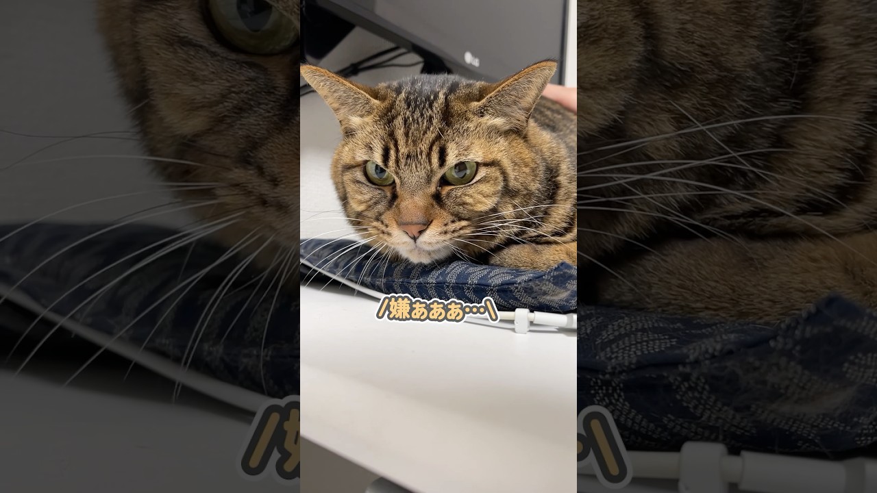 「病院は嫌ぁぁ…」と、唇を震わせて怯える猫