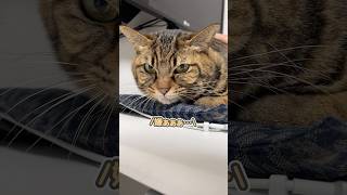 「病院は嫌ぁぁ…」と、唇を震わせて怯える猫