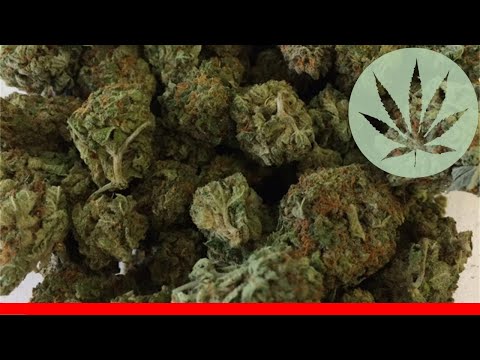 Purple Berry - All About This Strain