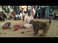 धमाकेदार पेशकश - बंदर बदरिया का खेल - Bandar Bandariya Ka Khel