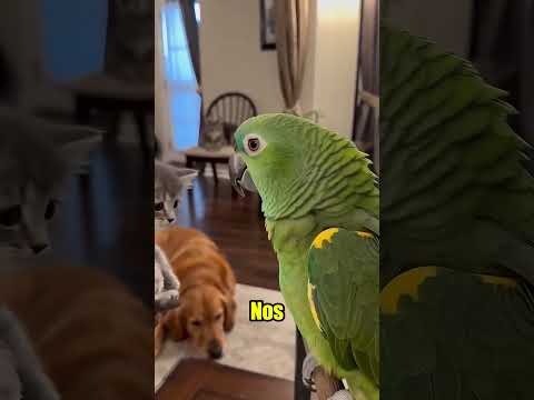 El loro mira otro gato🤣🤣