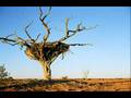 Midnight Oil-Bullroarer - RamsesTVchannel9 Midnight Oil-Bullroarer