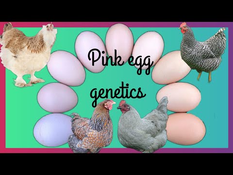 Pink egg genetics