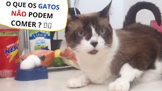 O que Não Devo Dar Para Meu Gato Comer ? Alimentos Humanos Pode Dar ?