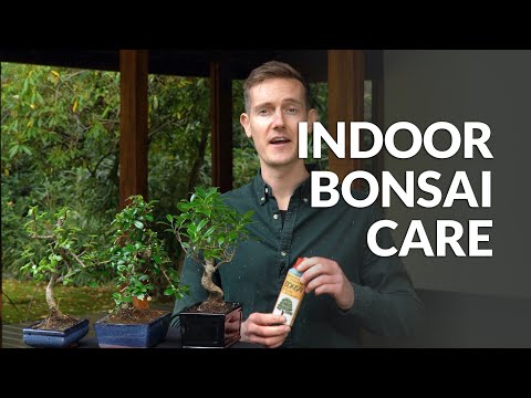 , title : 'Indoor Bonsai care'