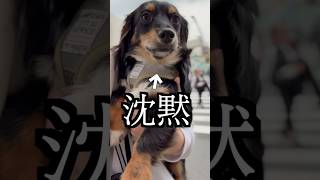 人に吠える犬を人混みに連れて行ったら吠えなくなった！