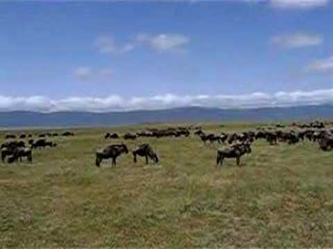 wildebeest rut talks
